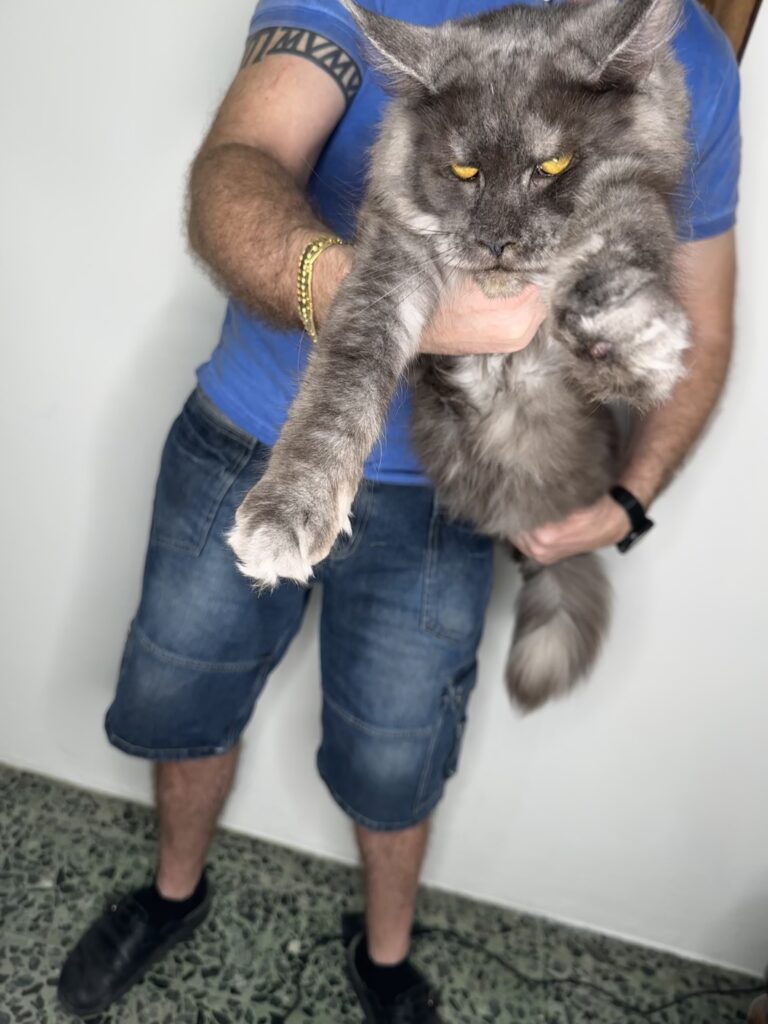 maine coon fattrici